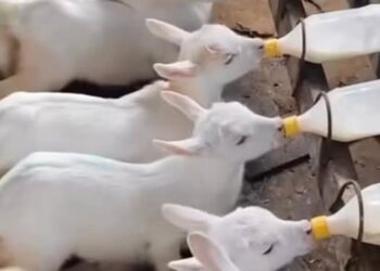 Mërgata dhe “gogoli” politik – kush po e luan sot?