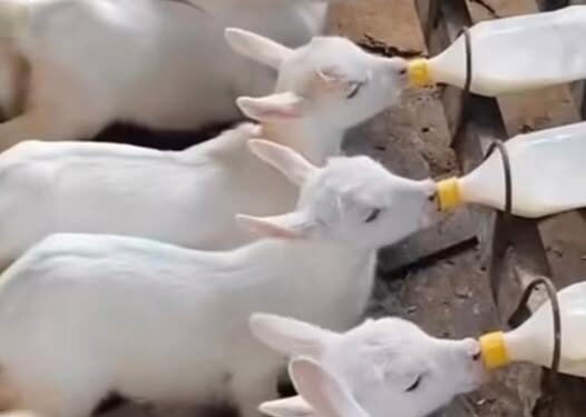 Mërgata dhe “gogoli” politik – kush po e luan sot?